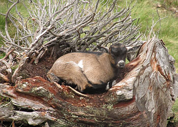 familienurlaub in st leonhard im pitztal kitz