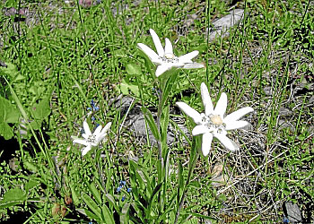sommerurlaub im pitztal edelweiss